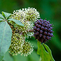 Ginseng Root Extract