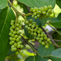 L-Tyrosine
